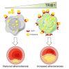 Image showing the mechanism by which TRIB1 controls the amount of cholesterol taken up by foam cells.