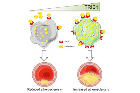 Sheffield scientists identify new potential treatment pathway for cardiovascular disease