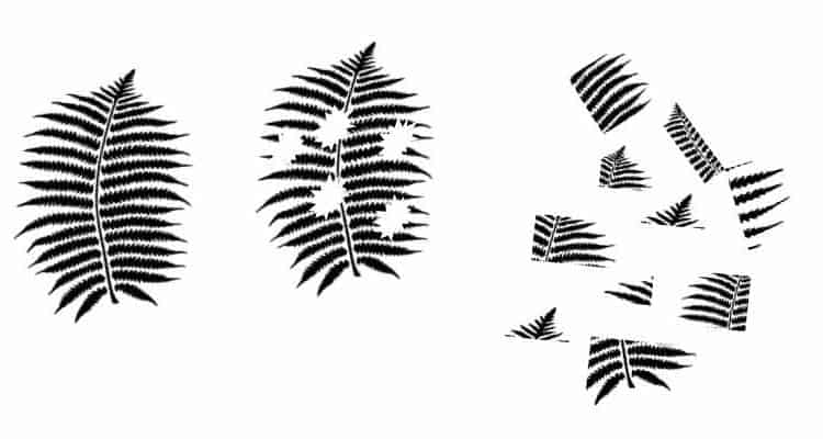 EH_Dr_Anjali_Fern_Pattern_888