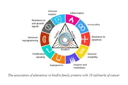 Study of Kindlins reveal novel pathways to cancer treatment